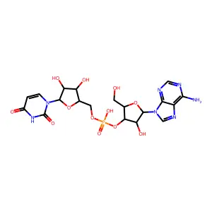 Adenylyl-(2'-5')-uridine structure