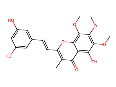 hormothamnione structure