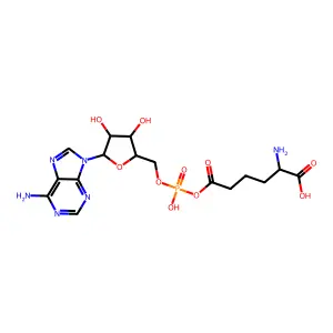 L-2-Aminoadipate adenylate structure