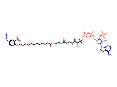 12-(4'-azido-2'-nitrophenoxy)dodecanoyl-coenzyme A structure