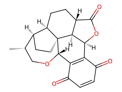 Pleurotine structure