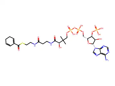 Cyclohexadiene-1-carboxylate coenzyme a structure