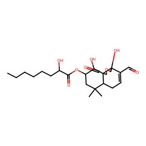 Mniopetal C structure