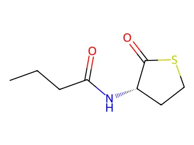 N-(2-oxothiolan-3-yl)butanamide structure