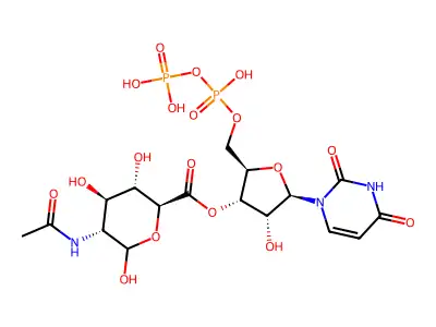 UDP-N-acetylglucosaminuronic acid structure