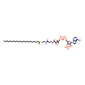 docosanoyl-CoA structure