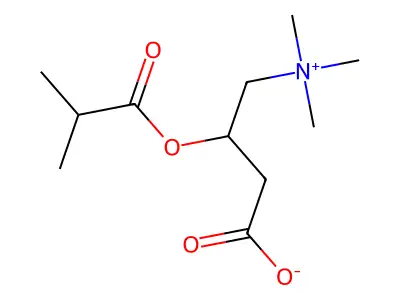 Isobutyrylcarnitine structure