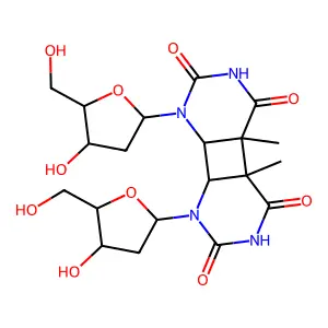 Cyclobutyldithymidine dimers structure