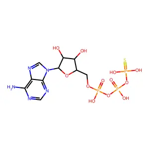 ATPγS structure