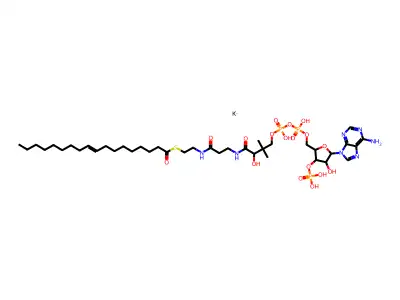Oleoyl-CoA structure