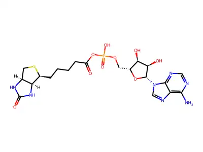 biotinyl-5'-AMP structure