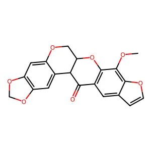 Pachyrrhizone structure