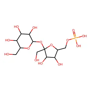Sucrose 6'-phosphate structure