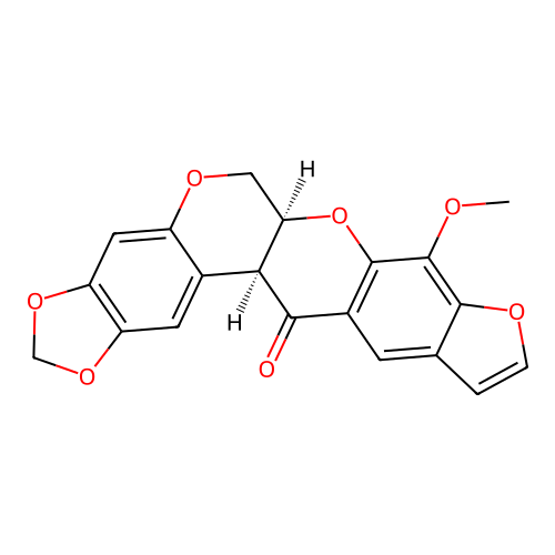 Pachyrrhizone structure