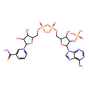 辅酶II structure