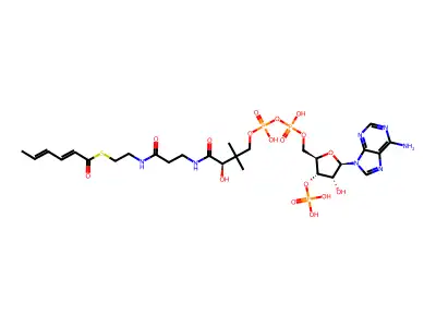 trans,trans-2,4-hexadienoyl-CoA structure
