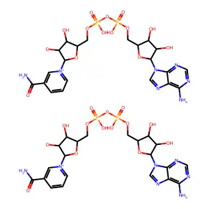 NAD dimers structure