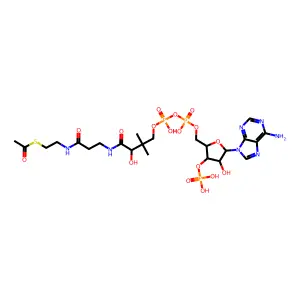 乙酰辅酶A structure