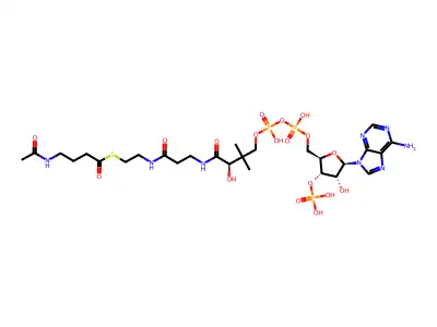 4-Acetamidobutanoyl-CoA structure