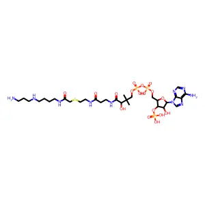 N-(2-(S-Coenzyme A)acetyl)spermidine structure